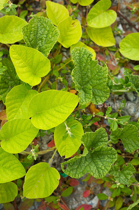 地面上的热带攀缘植物的绿叶正上方