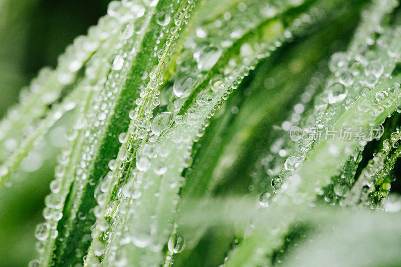 雨后的水滴