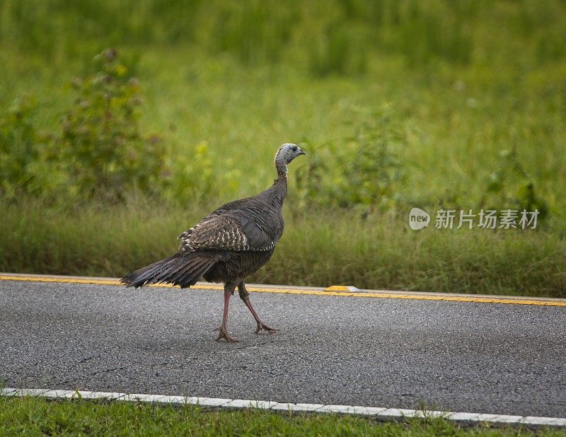 过马路