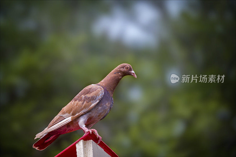 国内的鸽子