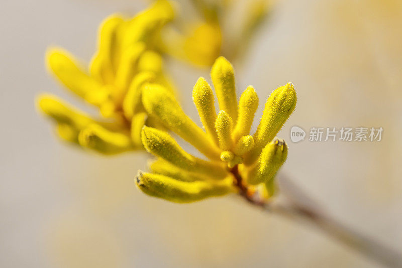 黄色袋鼠爪芽和花，微距摄影，背景与复制空间