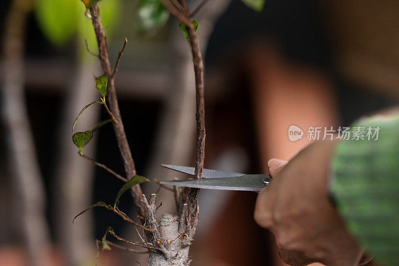 修剪植物的妇女