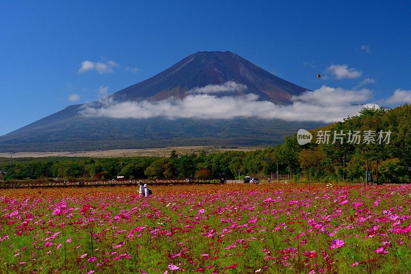 樱花盛开的富士山