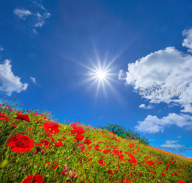 夏天青山绿水，阳光明媚的日子里，红红的罂粟花，自然的田园风光