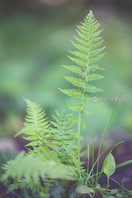 后院有蕨类植物