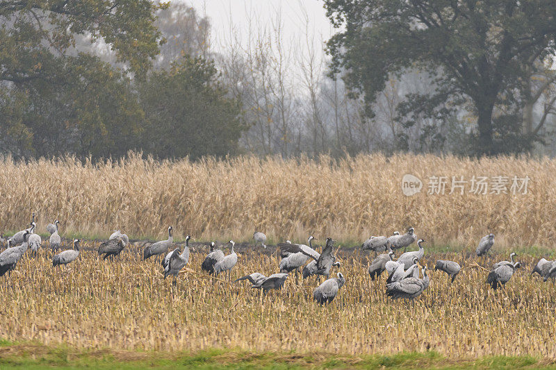 秋季迁徙期间在田野里觅食的鹤类或普通鹤
