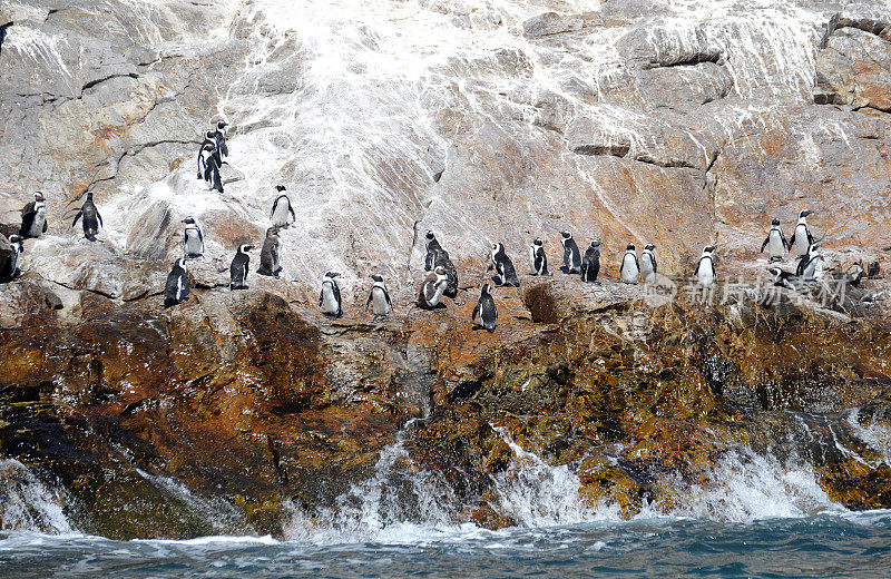 南非伊丽莎白港阿尔戈阿湾群岛圣克罗伊岛海岸岩石上的非洲企鹅群。