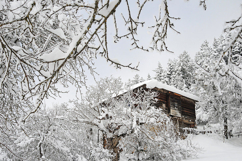 森林村下大雪