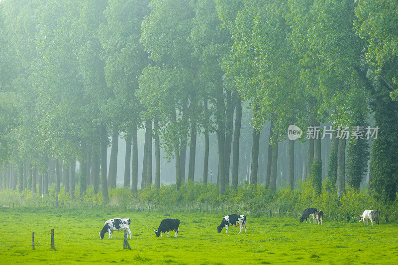 比利时布鲁日地区