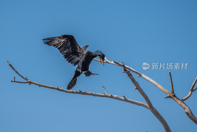 鸬鹚降落在死树顶上