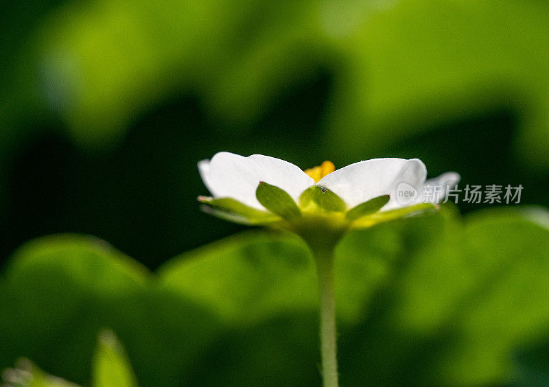 草莓花上的蜜蜂