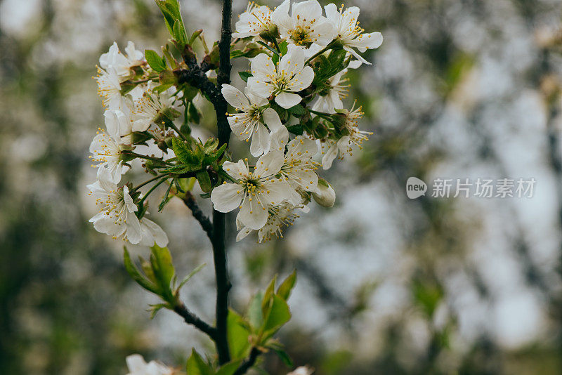 春天白色花朵