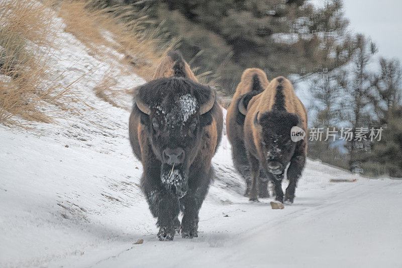 水牛或野牛在白雪覆盖的路上迎面相遇