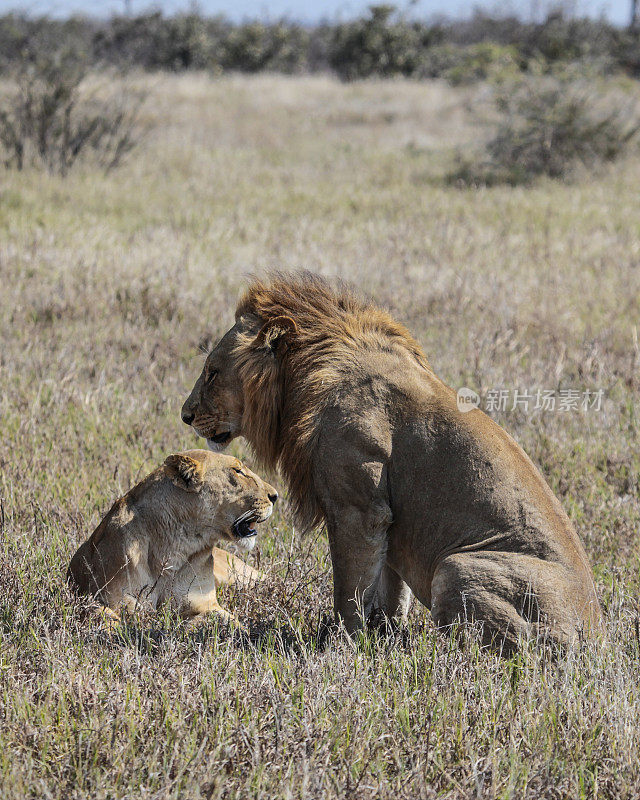 看守母狮的狮子，丘比NP，博茨瓦纳，非洲