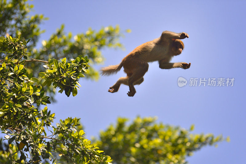 猴子跳跃时在空中的位置