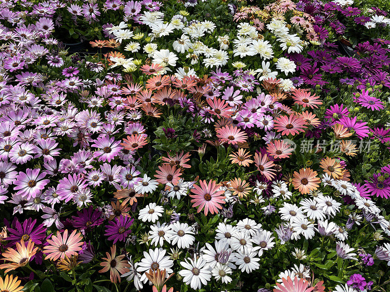 全帧图像的白色，紫色和粉红色的非洲雏菊(骨精)花和芽，一年生夏季垫植物在花园中心，模糊的绿叶背景，升高的观点