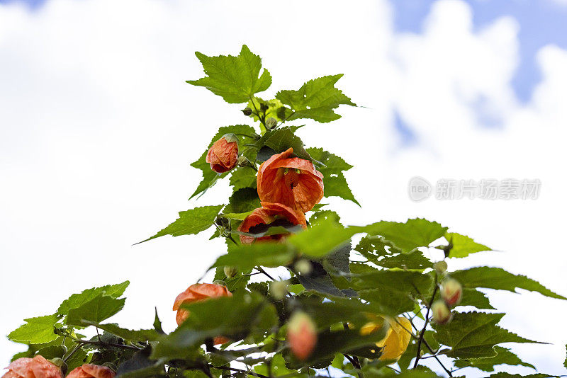 特写灌木与美丽的橙花，复制空间的背景