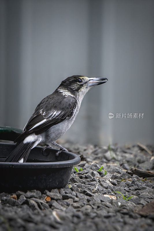 灰伯劳鸟