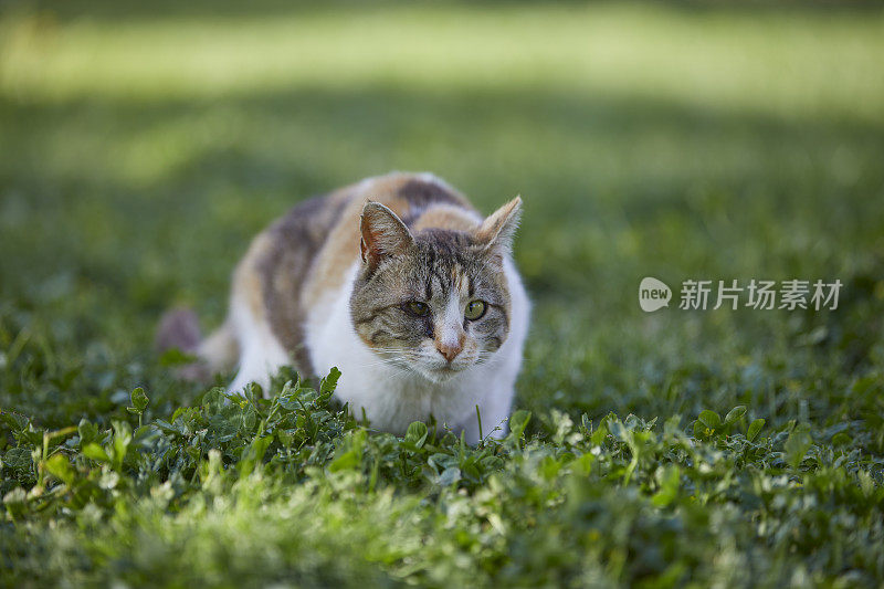 一只眼睛残疾、双目失明的流浪猫在公园草地上漫步