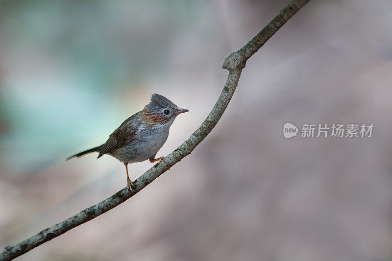 玉鸡鸟:成鸟印度支那玉鸡或栗领玉鸡