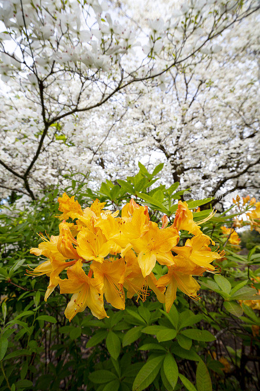 山茱萸杜鹃花