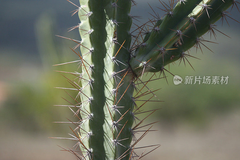 mandacaru仙人掌植物