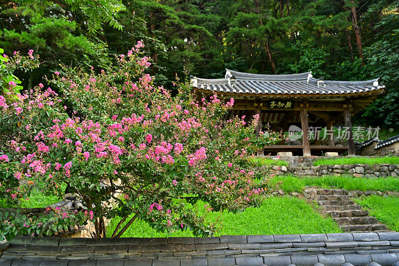 老房子和红花树