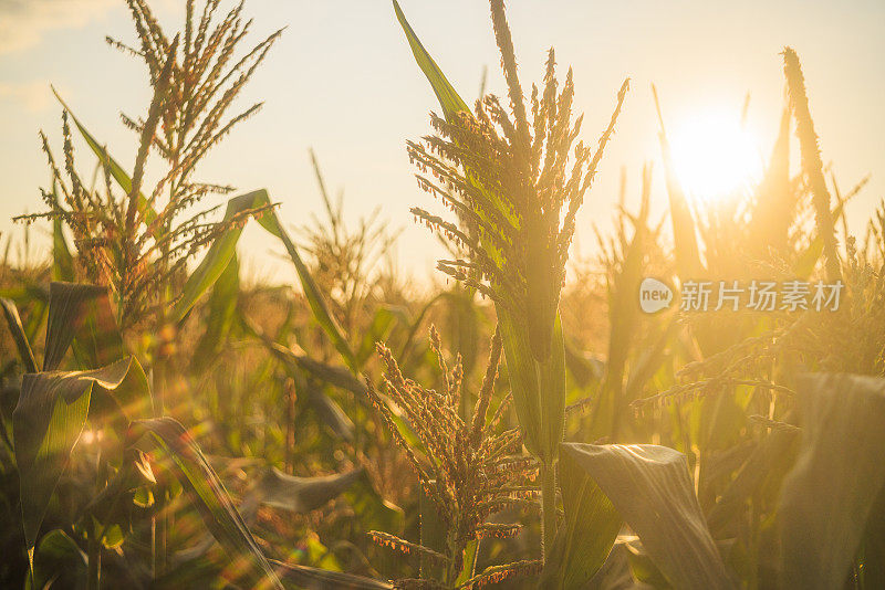 日落时分，宾夕法尼亚州农田里的玉米在太阳的映衬下剪影