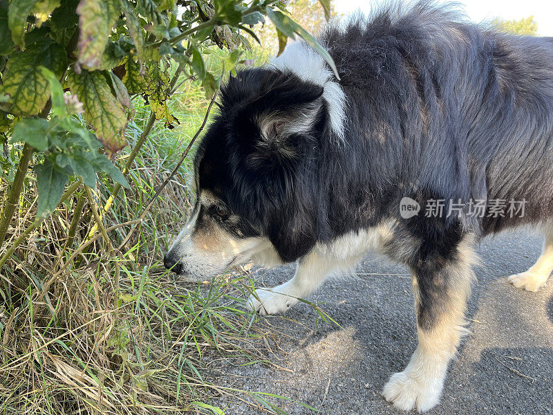 高级边境牧羊犬近距离肖像