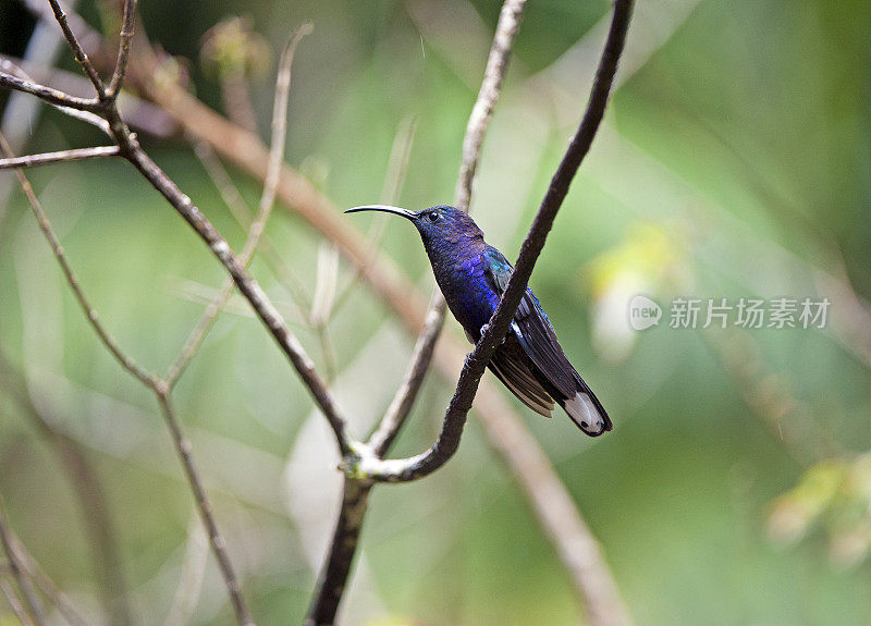 紫剑翼蜂鸟在树枝上休息，蒙特维德，哥斯达黎加