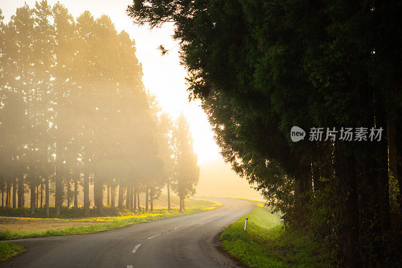 弯弯曲曲的道路穿过森林，早晨的阳光穿过雾