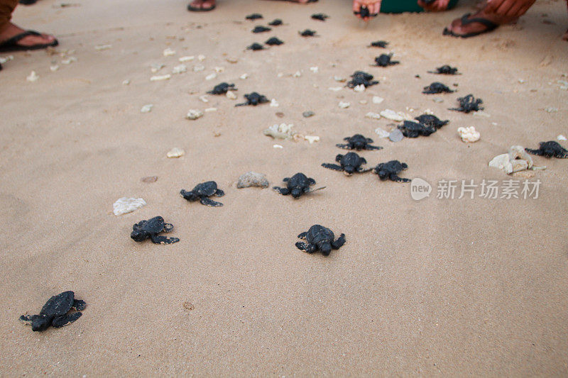 把小海龟放生到亚齐海。