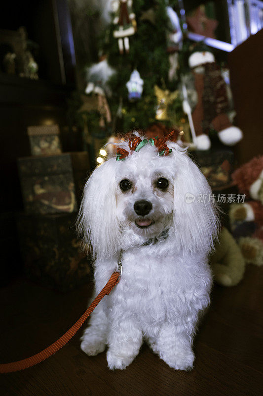 准备在圣诞节散步的马耳他犬
