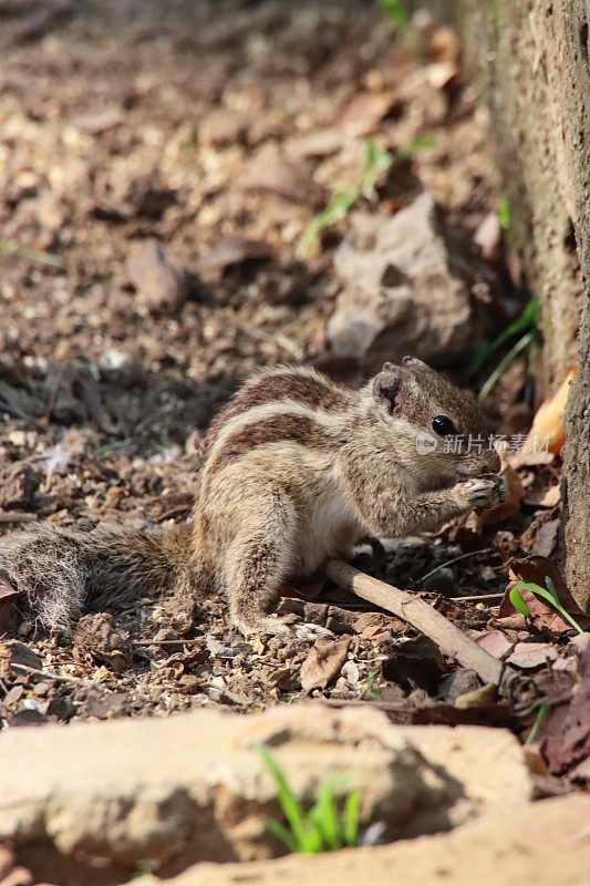 印度棕榈松鼠的特写图像，啮齿动物的骚扰，吃饼干屑在人行道边的排水沟