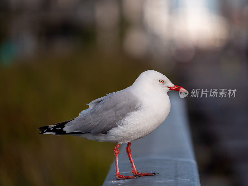 海鸥特写肖像