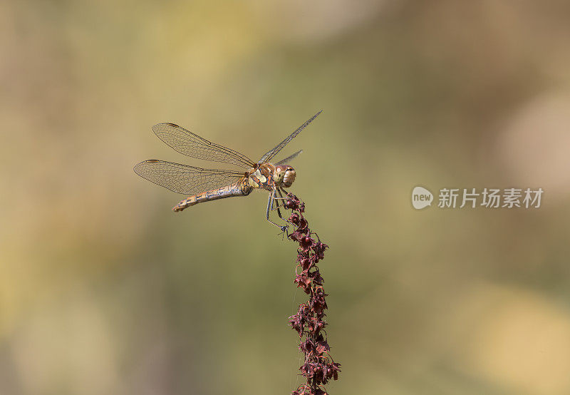 飞镖蜻蜓(黄纹蜻蜓)