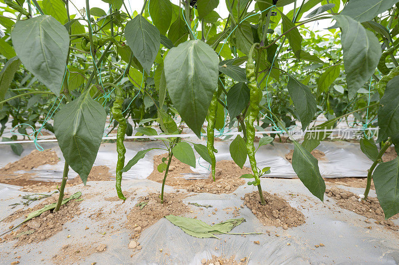 现代农业。在温室里种植的辣椒