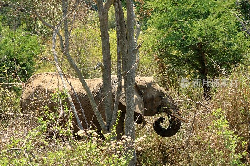克鲁格国家公园。南非。丛林里的一头野生非洲象