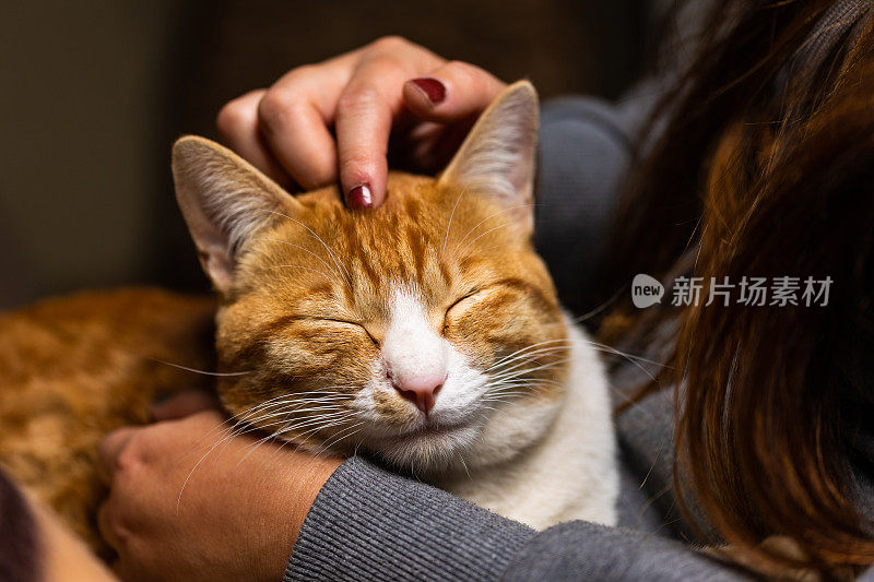 小猫在主人的大腿上放松地挠头