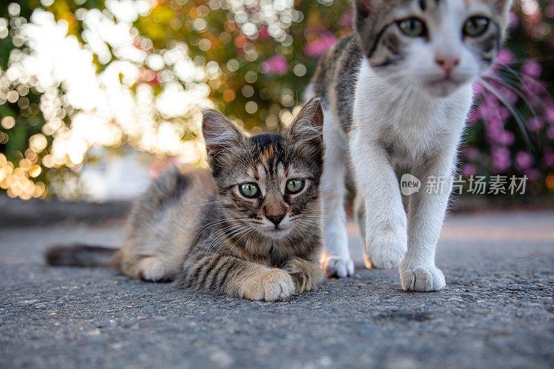 两只小流浪猫。