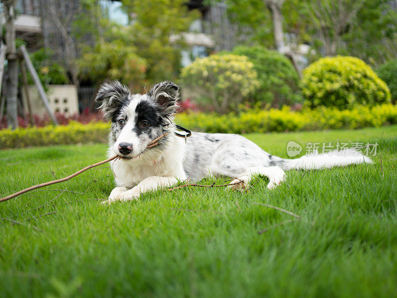 在绿草地上休息的牧羊犬