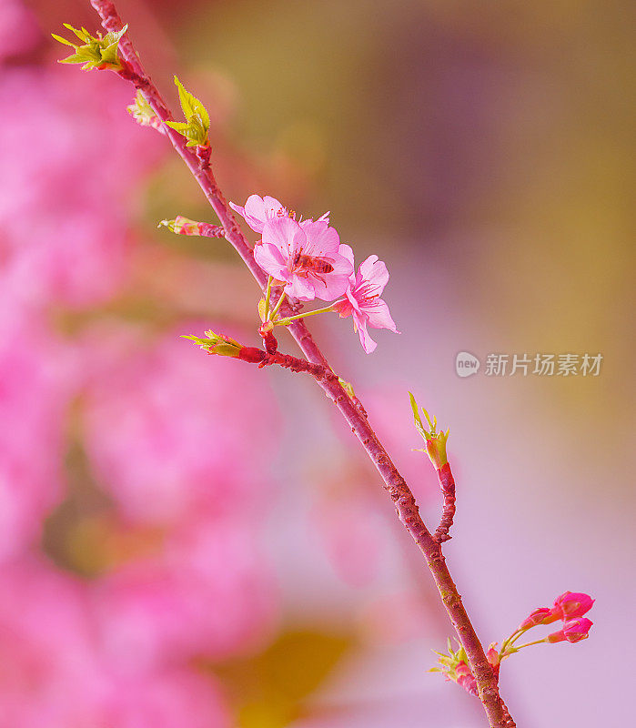 蜜蜂和樱花