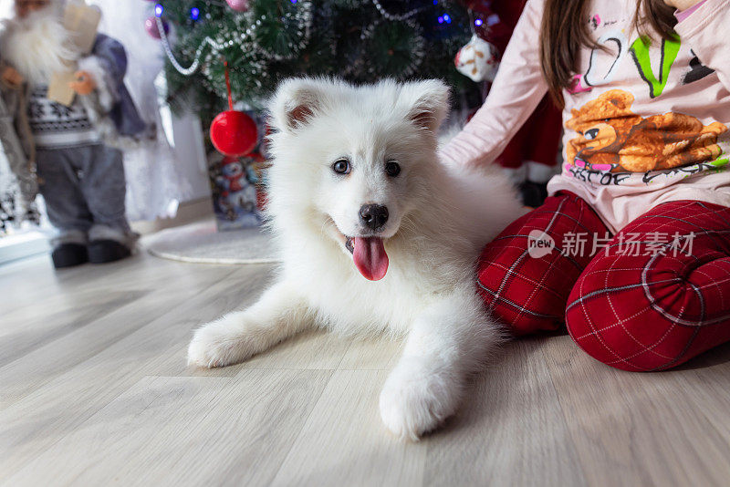 一只毛茸茸的萨摩犬和一个女孩