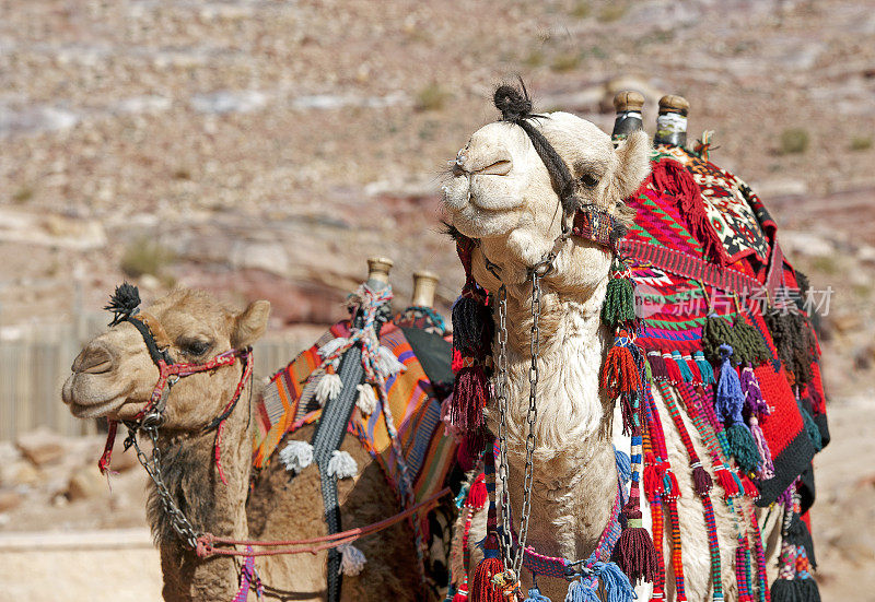 骆驼等待骑手，佩特拉，约旦，中东