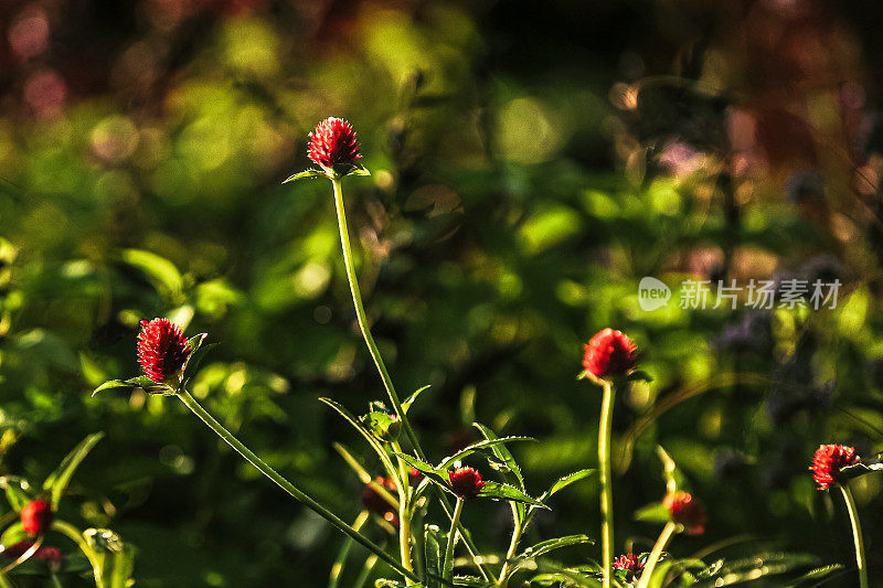 全球苋菜开花