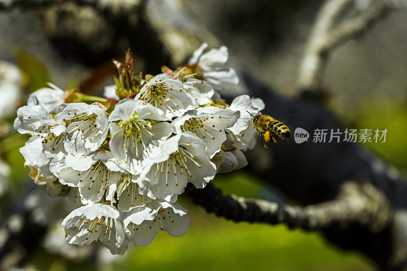 春季樱桃园花朵的特写