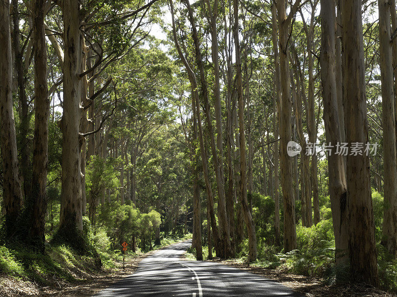 乡村道路穿过高大的Karri树