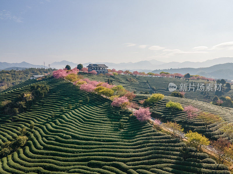 鸟瞰樱花和茶树交织的茶园