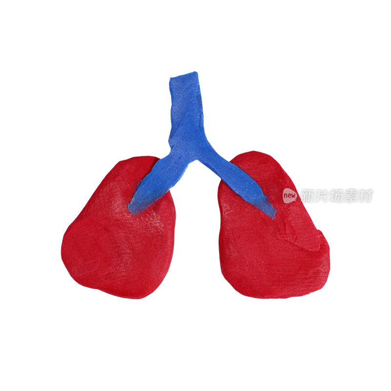 白色上分离出的橡皮泥人肺模型。呼吸系统