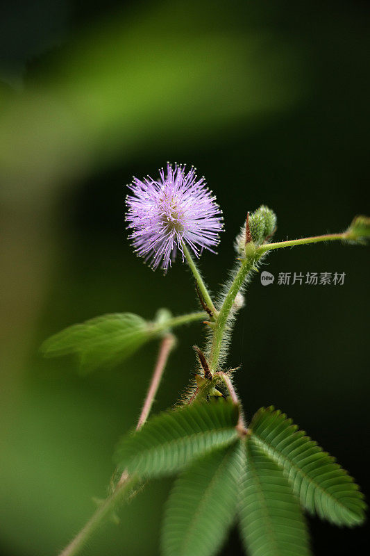 敏感植物开花